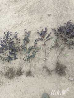 高度35厘米红花继木