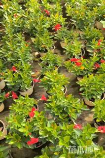 高度20厘米红车