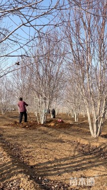 15公分美国红枫-红点