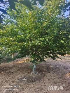 15公分染井吉野樱