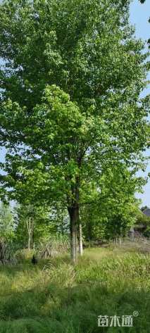 20公分美国红枫-秋日梦幻