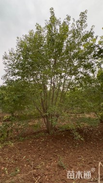 高度650厘米丛生元宝枫