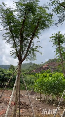 25公分多杆凤凰木