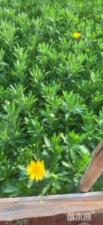 高度15厘米黄金菊