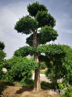 40公分对节白蜡