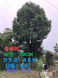 68公分香樟