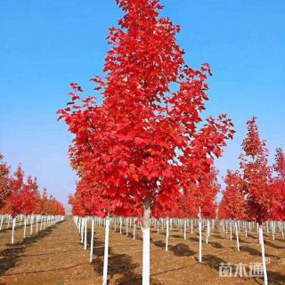 18公分美国红枫