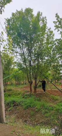 高度750厘米丛生五角枫