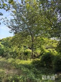 15公分朴树