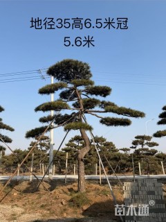 25公分造型油松