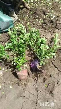 高度40厘米卫矛