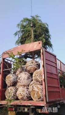 高度700厘米雪松