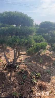 16公分造型黑松