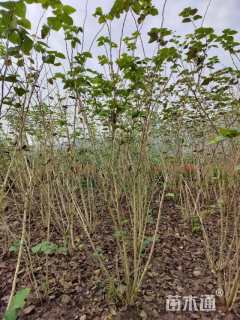 高度200厘米紫荆