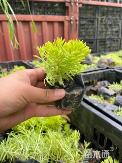 高度20厘米金叶佛甲草