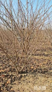 高度450厘米丛生紫荆