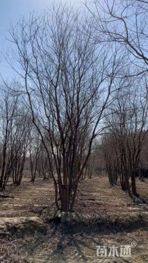 50公分(5杆)丛生乌桕