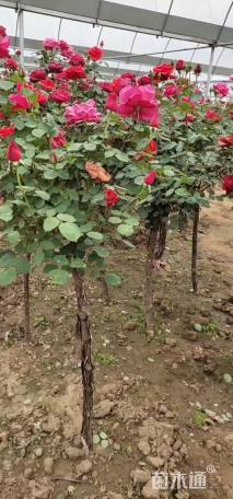 高度150厘米月季