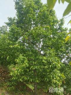 15公分二乔玉兰