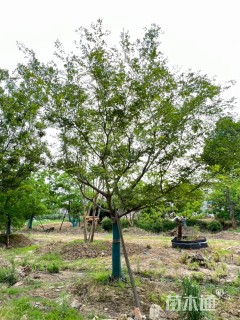 18公分朴树