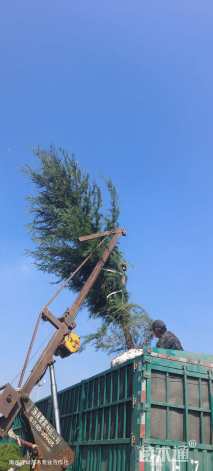 高度700厘米雪松