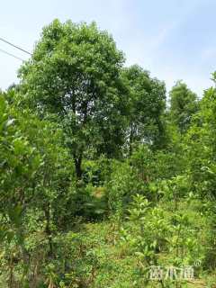 12公分红叶石楠