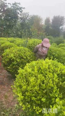 冠幅120厘米小叶黄杨球