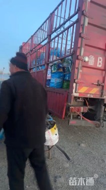 高度60厘米荻草