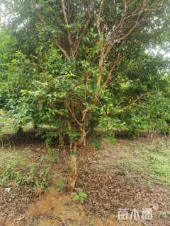 高度2100厘米嘉宝果