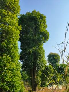 10公分多杆香樟