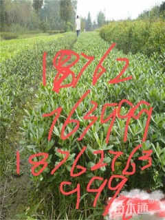 高度25厘米海桐