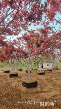 10公分日本红枫