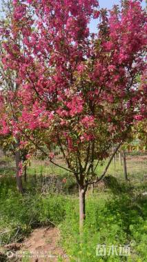 16公分绚丽海棠