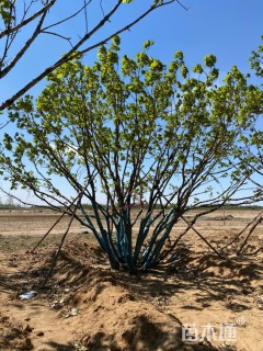 高度8000厘米丛生蒙古栎