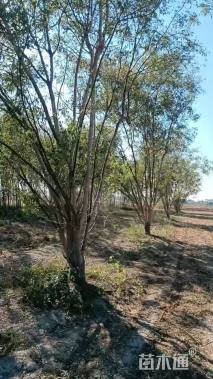 高度600厘米丛生国槐