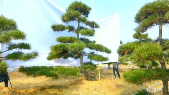 22公分造型黑松