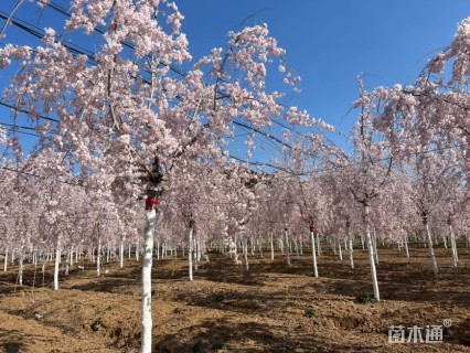12公分垂枝樱花