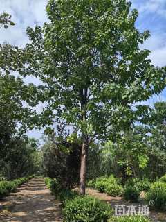 15公分楸树