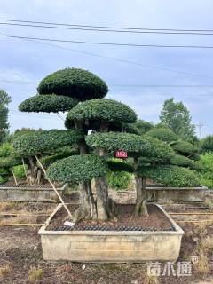 40公分造型对节白蜡