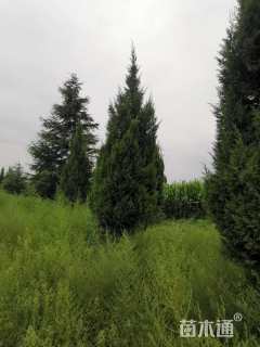 高度4000厘米雪松