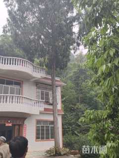 高度1300厘米柏树