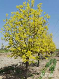 12公分金叶白蜡