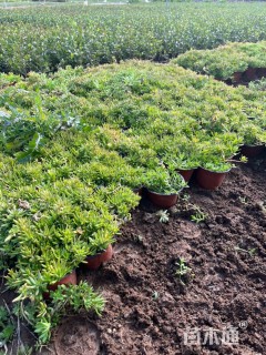 高度15厘米佛甲草