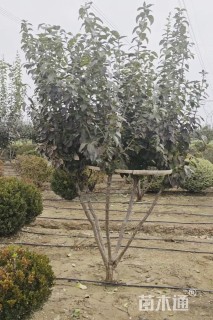 高度300厘米丛生流苏