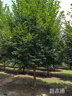 14公分欧洲小叶椴