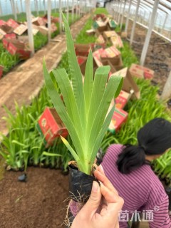 高度25厘米鸢尾