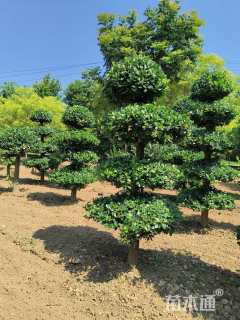 高度280厘米卫矛