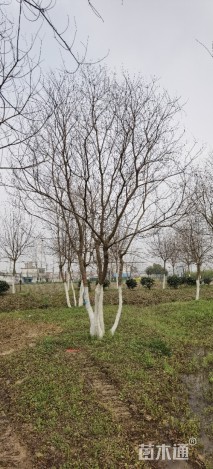 40公分丛生乌桕