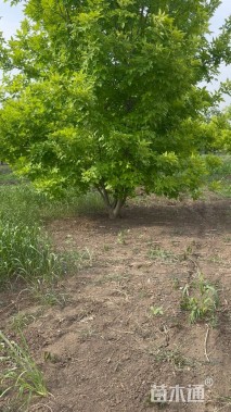 高度600厘米丛生金叶白蜡