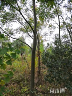 20公分黄山栾树